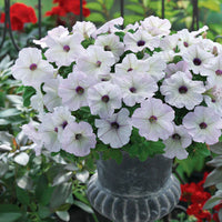 Non gmo silver petunia samen