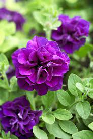 Ornamental double violet petunia samen for landscapes