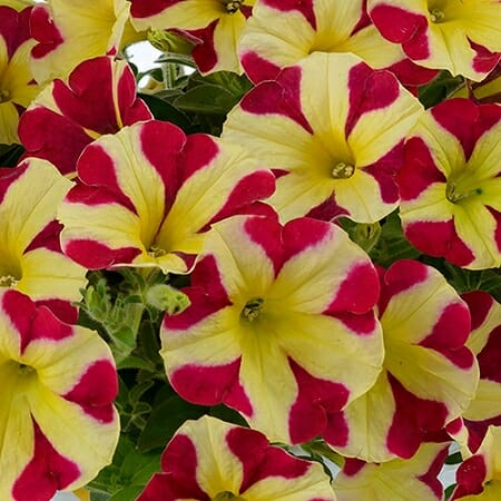 Transform your garten with rot and gelb petunia blume samen for vibrant anpflanzung displays