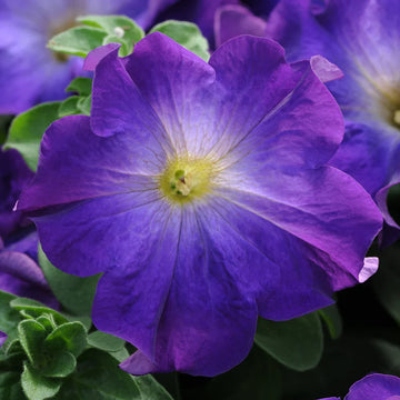 Blau petunia samen for anpflanzung