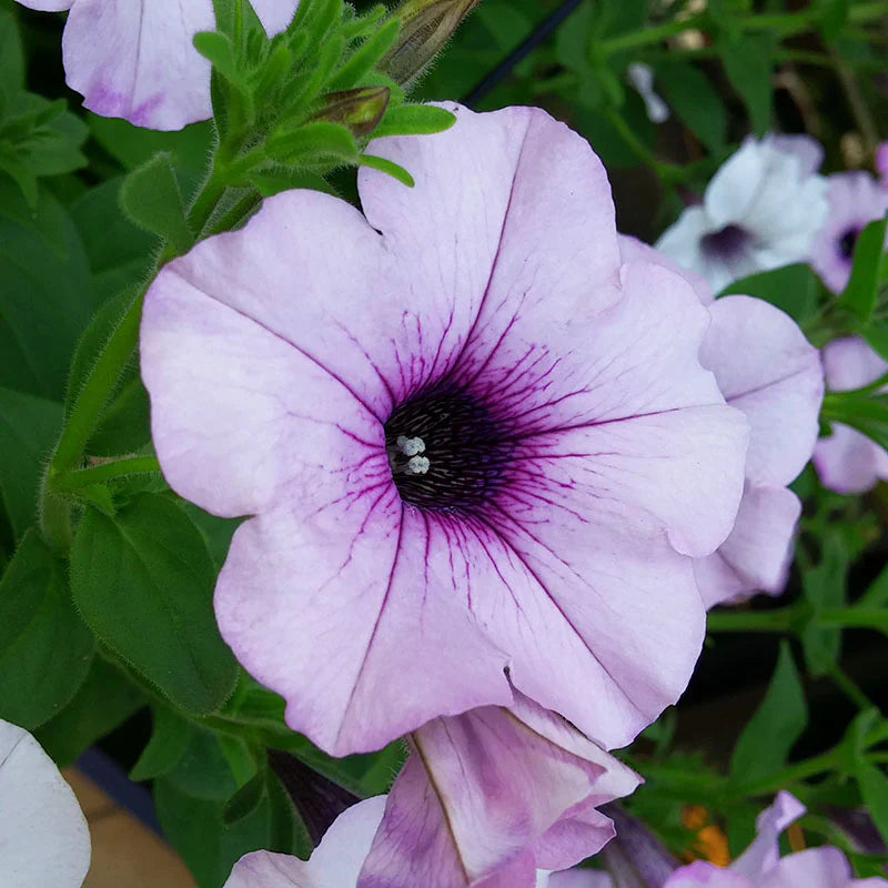 Silver petunia samen for anpflanzung
