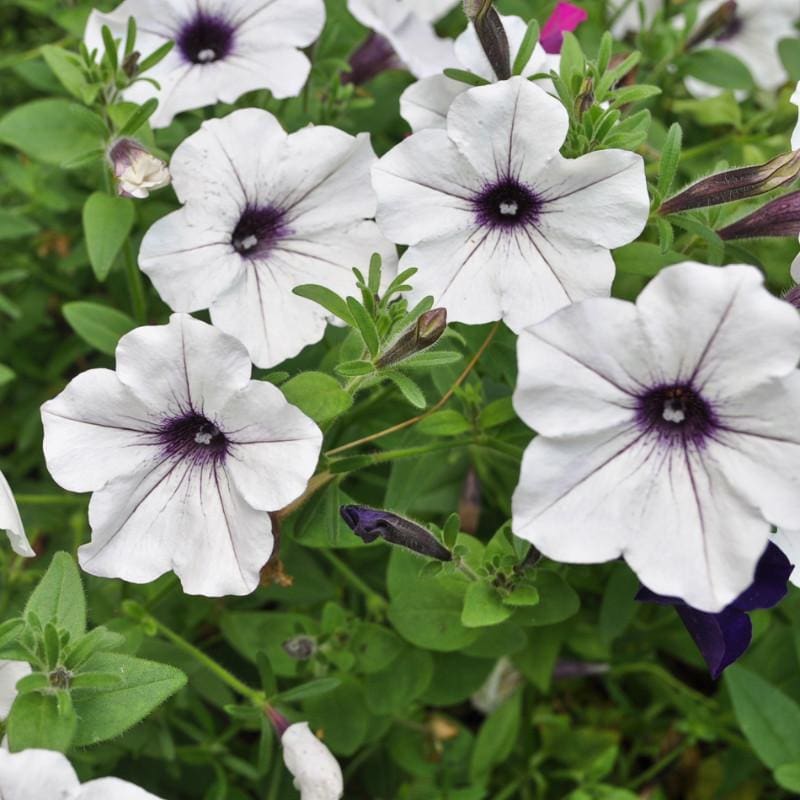 Silver petunia flowering samen for gardens