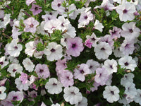 Ornamental silver petunia samen for landscapes