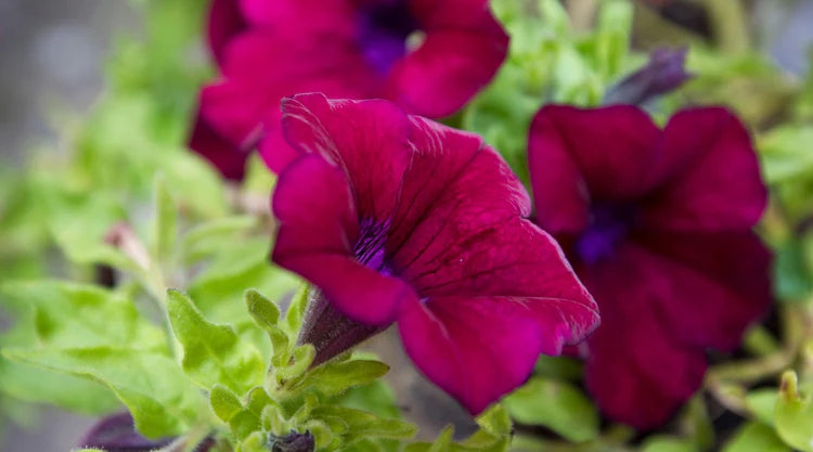Schwarz Rosa Petunie Blumensamen zur Aussaat Traditionssorte ohne Gentechnik Anzucht Garten Blüten robust Sorte