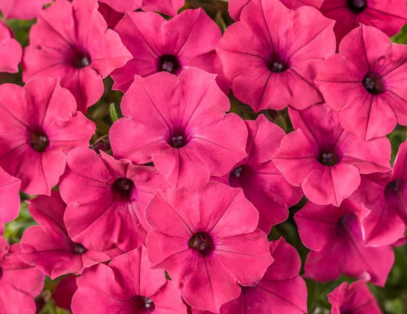 Rosa Fuchsie Petunie Blumensamen zur Aussaat – robust Sorte – Traditionssorte & ohne Gentechnik Samen Hausgarten