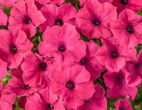 Rosa Fuchsie Petunie Blumensamen zur Aussaat – robust Sorte – Traditionssorte & ohne Gentechnik Samen Hausgarten