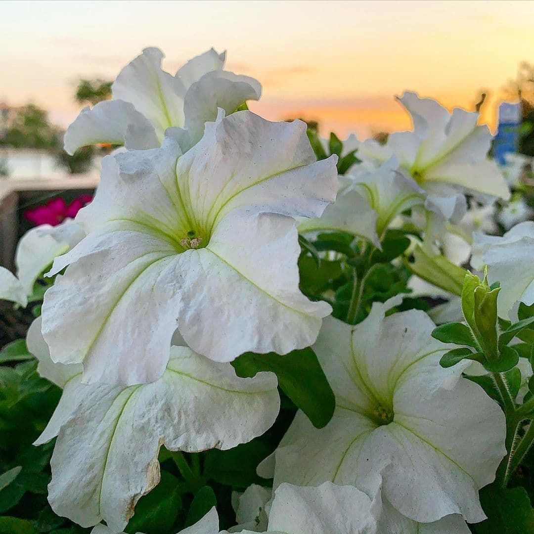 Weiß petunia flowering samen for gardens