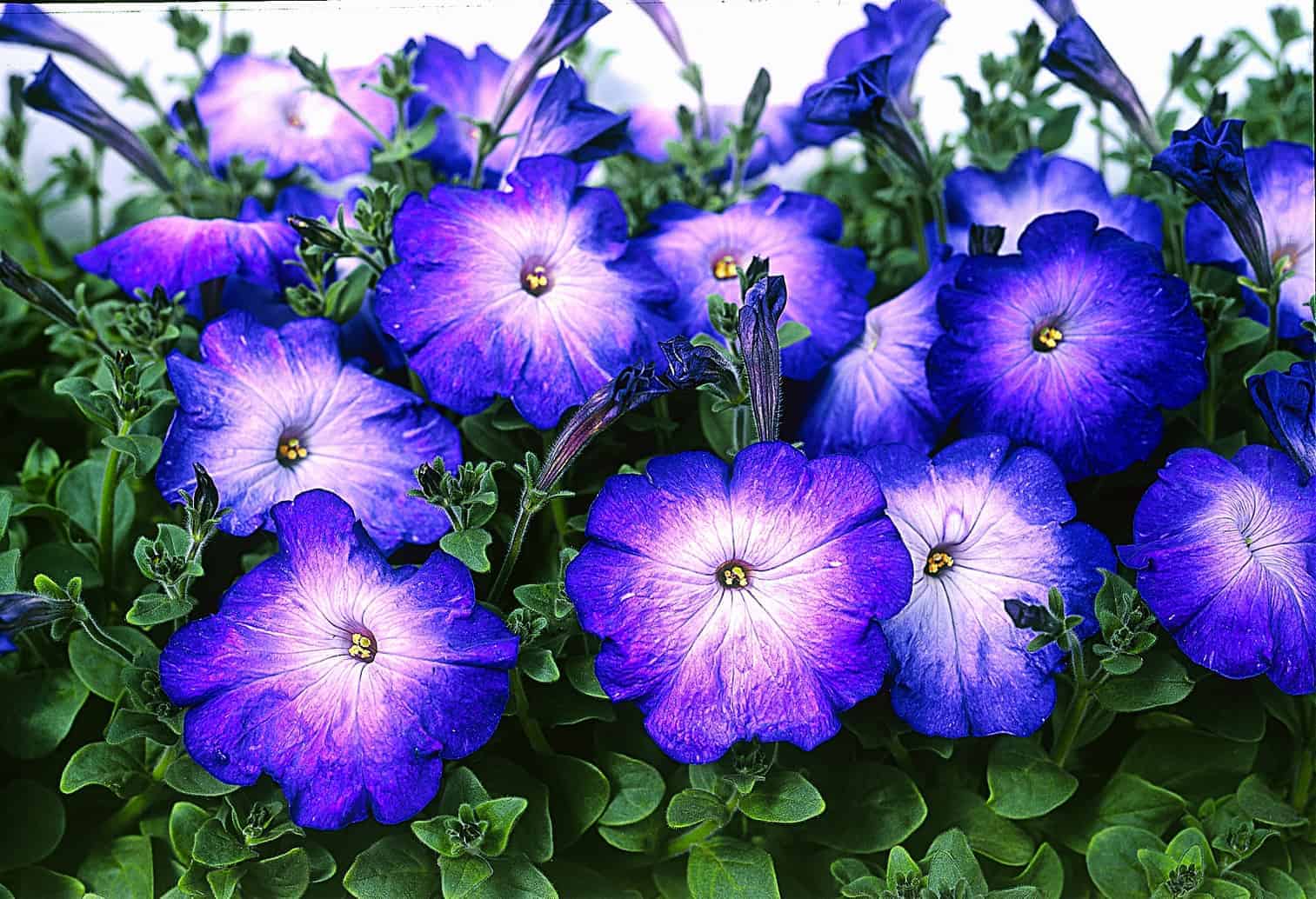 Blau Petunie Blumensamen ideal zur Aussaat