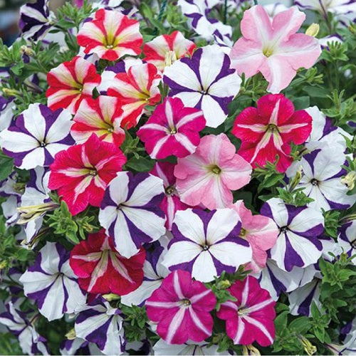 Petunie Ultra Rose Star Samen Ultra-leuchtend Petunie Blüten