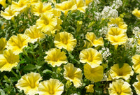 Gelb Calibrachoa Kabloom Blumensamen Aussaat