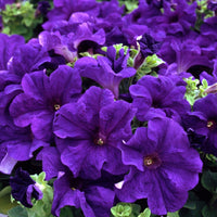 Blau Petunie Wave Blumensamen zur Aussaat – ideal Rabatten – Traditionssorte & ohne Gentechnik Samen Hausgarten