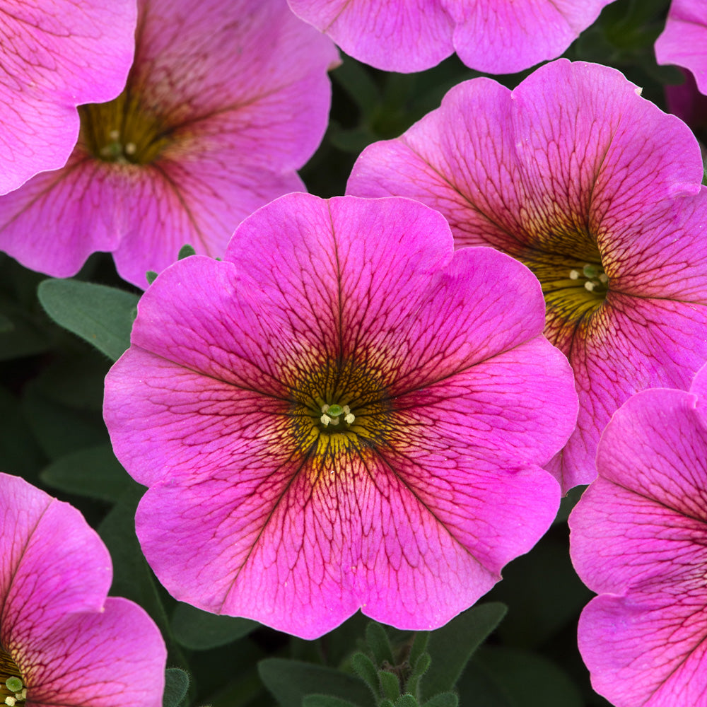 Gelb & Rosa Petunie Blumensamen zur Aussaat Anzucht Traditionssorte & ohne Gentechnik Samen Hausgarten