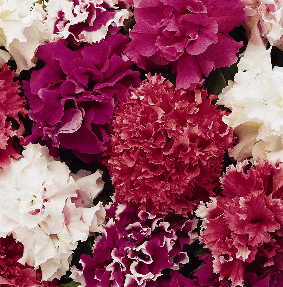 Gemischt gefüllt Petunie Blumensamen zur Aussaat Traditionssorte ohne Gentechnik leuchtend Garten Blüten