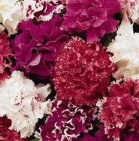 Gemischt gefüllt Petunie Blumensamen zur Aussaat Traditionssorte ohne Gentechnik leuchtend Garten Blüten