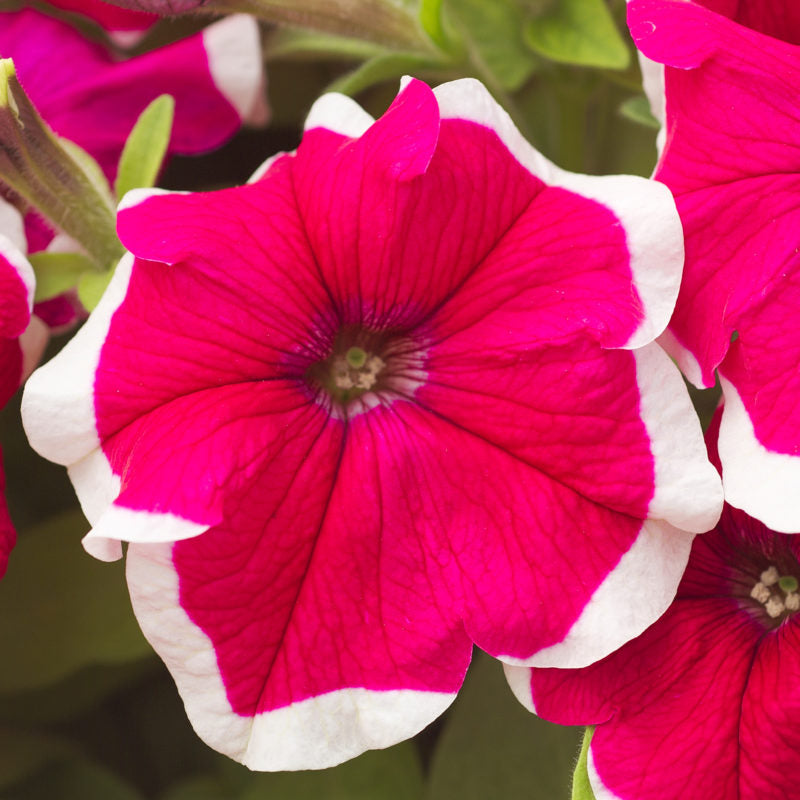 Petunie Hulahoop Rose Samen elegant Rose-Colored Petunias