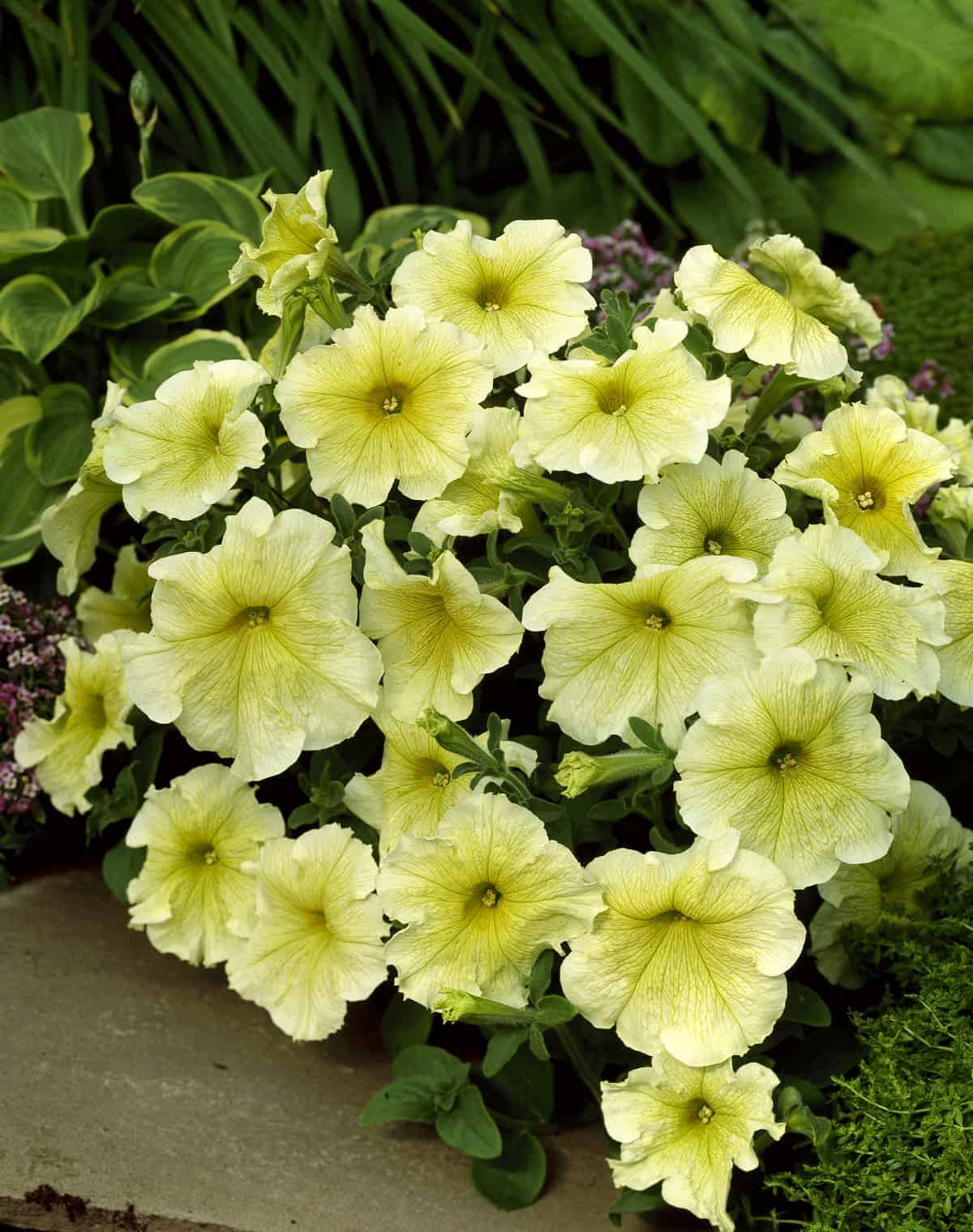 Weiß Schlüsselblume Blumensamen zur Aussaat
