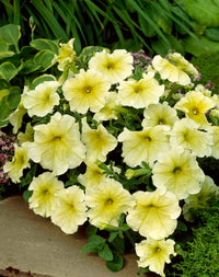 Weiß Schlüsselblume Blumensamen zur Aussaat