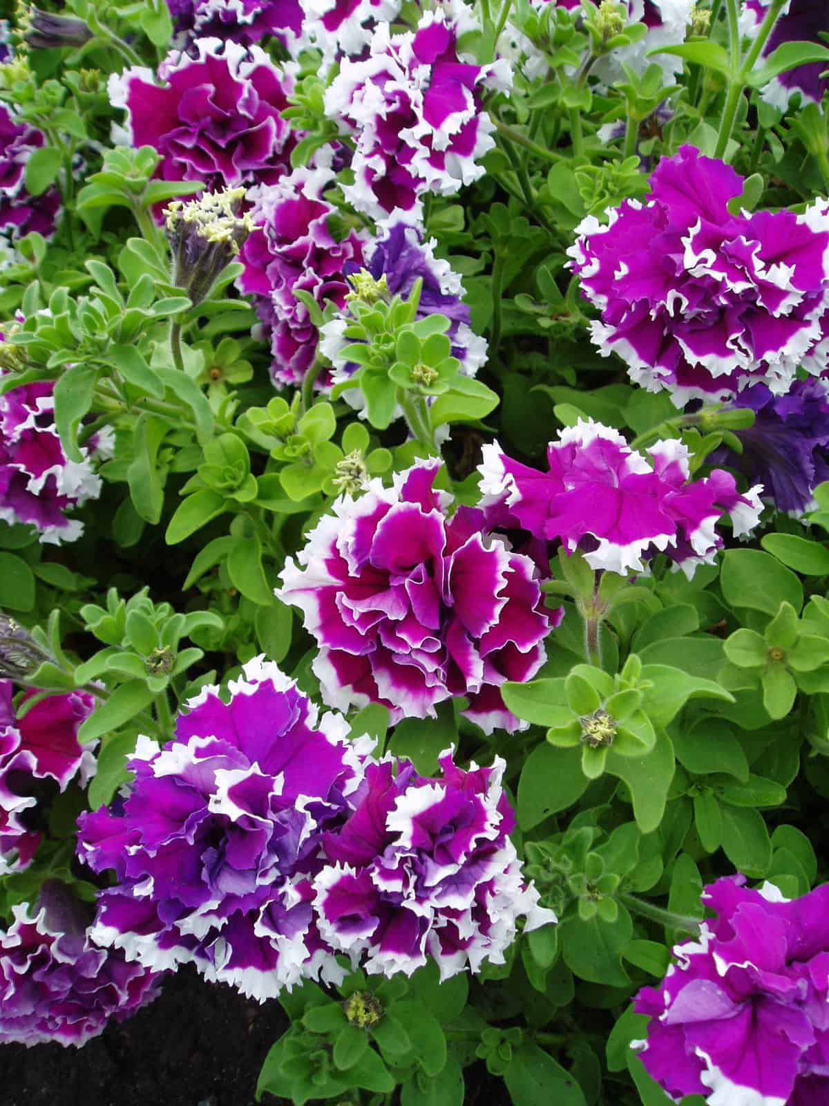 Violett gefüllt Petunie Blumensamen zur Aussaat Garten beliebt Traditionssorte & ohne Gentechnik Samen Hausgarten