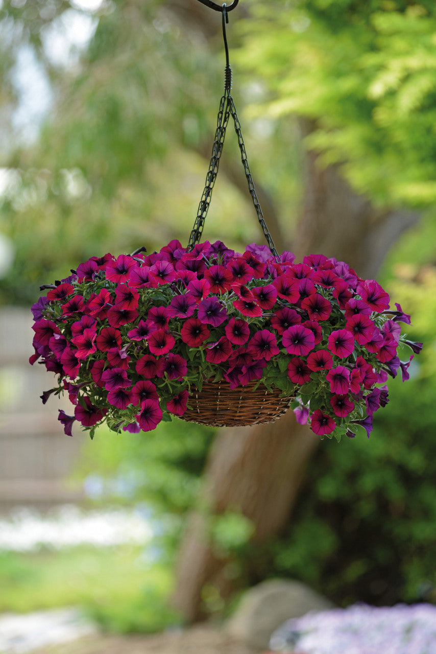 Dark rosa petunia blume samen for bold anpflanzung