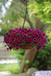 Dark rosa petunia blume samen for bold anpflanzung