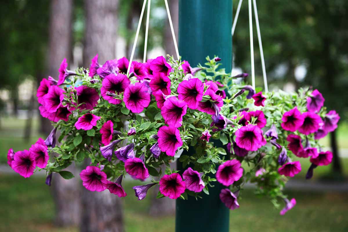 Lush hanging petunia blume samen for vibrant garten anpflanzung