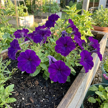 Petunien Samen Grandiflora Violett