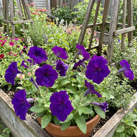 Petunien Samen Grandiflora Violett