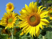 Gelb Sonnenblume Blumensamen zur Aussaat hochwertige Qualitäts- Traditionssorte & ohne Gentechnik Samen Hausgarten