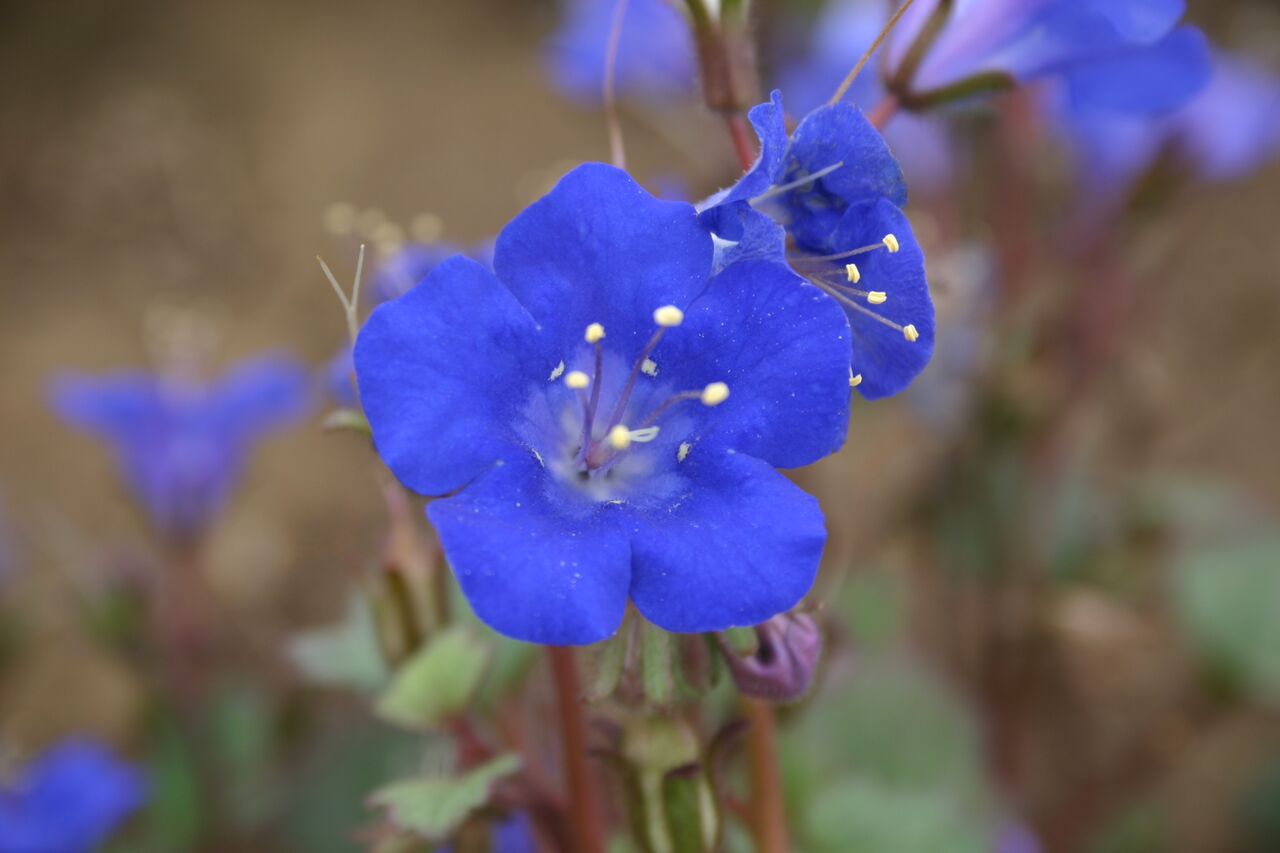Cali Blumensamen zur Aussaat farbenfroh Schau Traditionssorte & ohne Gentechnik Samen Hausgarten