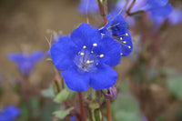 Cali Blumensamen zur Aussaat farbenfroh Schau Traditionssorte & ohne Gentechnik Samen Hausgarten