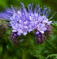 Lila Phacelia Tanacetifolia Blumensamen zur Aussaat – Wildblume Mischung – Traditionssorte & ohne Gentechnik Samen Hausgarten