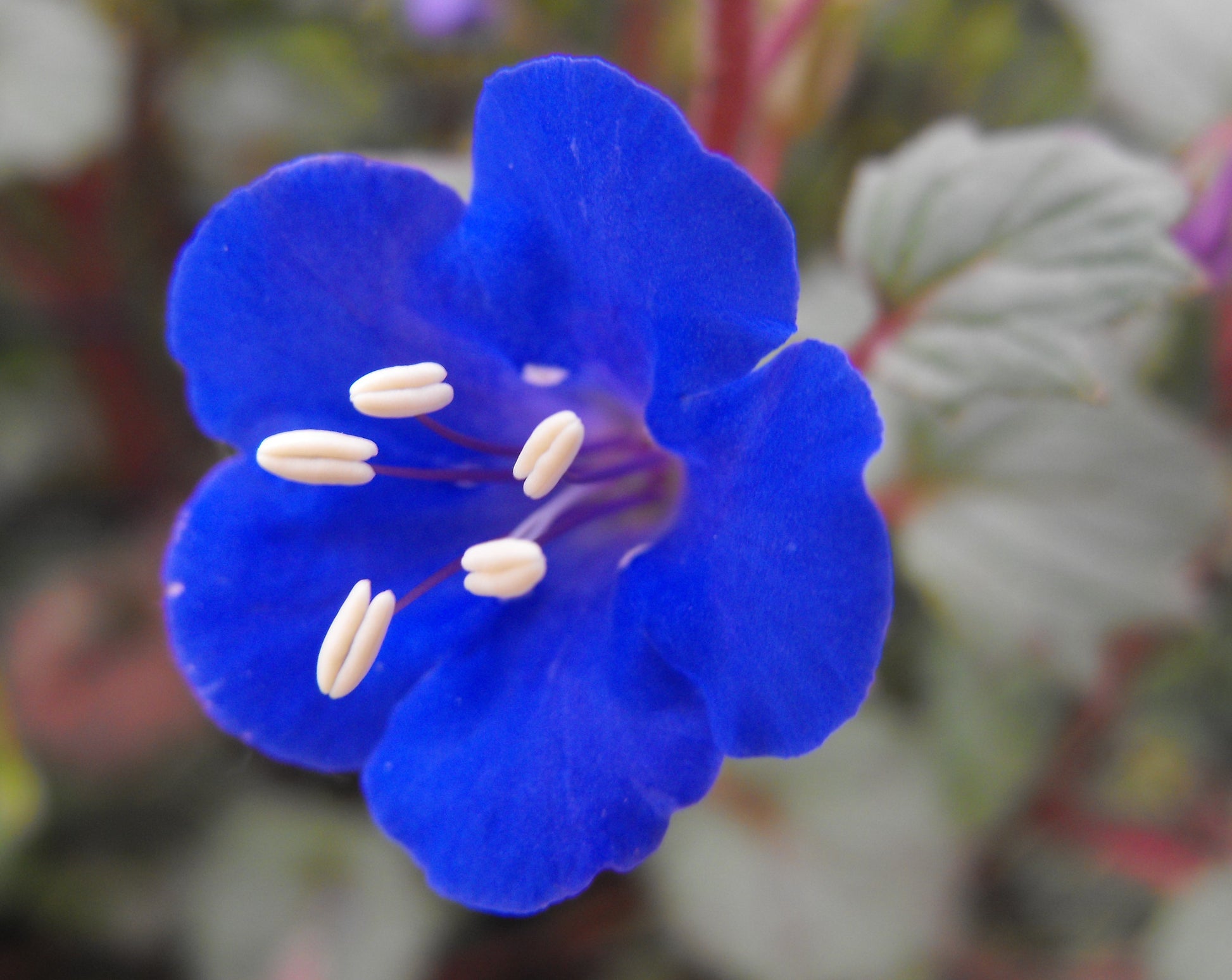 Phacelia Campanularia Blumensamen zur Aussaat sonnenliebend Traditionssorte & ohne Gentechnik Samen Hausgarten