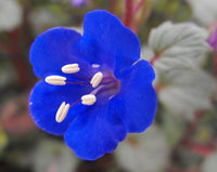 Phacelia Campanularia Blumensamen zur Aussaat sonnenliebend Traditionssorte & ohne Gentechnik Samen Hausgarten