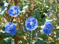 Phacelia (phacelia campanularia) samen for anpflanzung in home garten