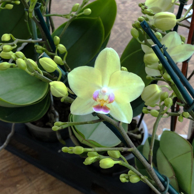 Grün rosa phalaenopsis orchid blume samen for anpflanzung drought tolerant heirloom & gmo free samen for home garten 
 
 sale samen for home garten anpflanzung