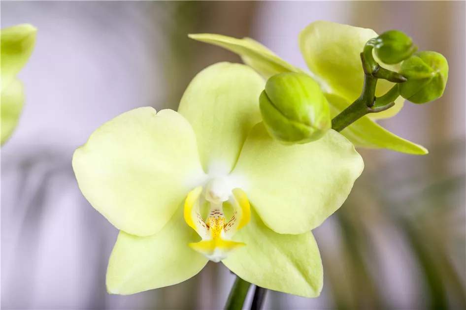 Gelb Schmetterlingsorchidee Orchidee Pflanze Samen zur Aussaat