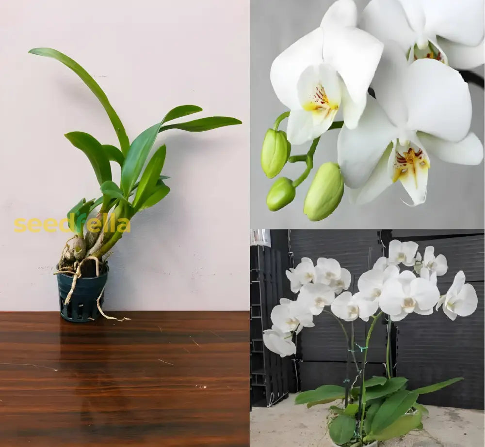 Mixed phalaenopsis flowering samen for decorative gardens