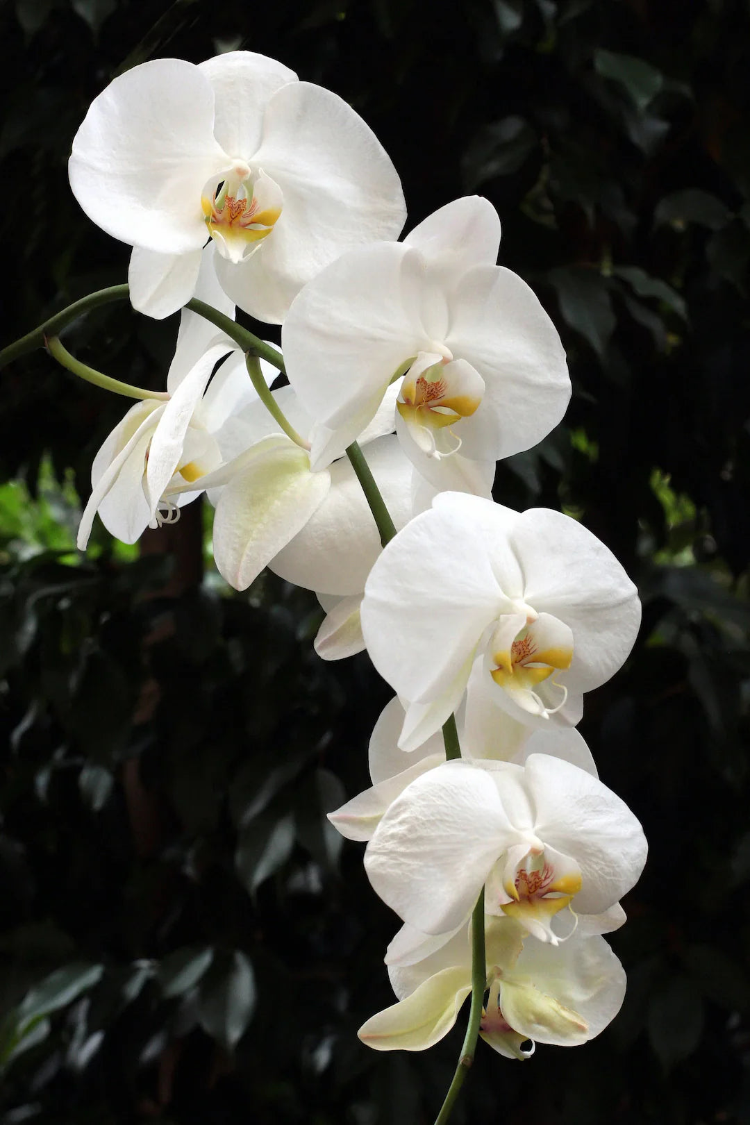 Non gmo weiß phalaenopsis orchid samen