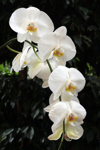 Non gmo weiß phalaenopsis orchid samen