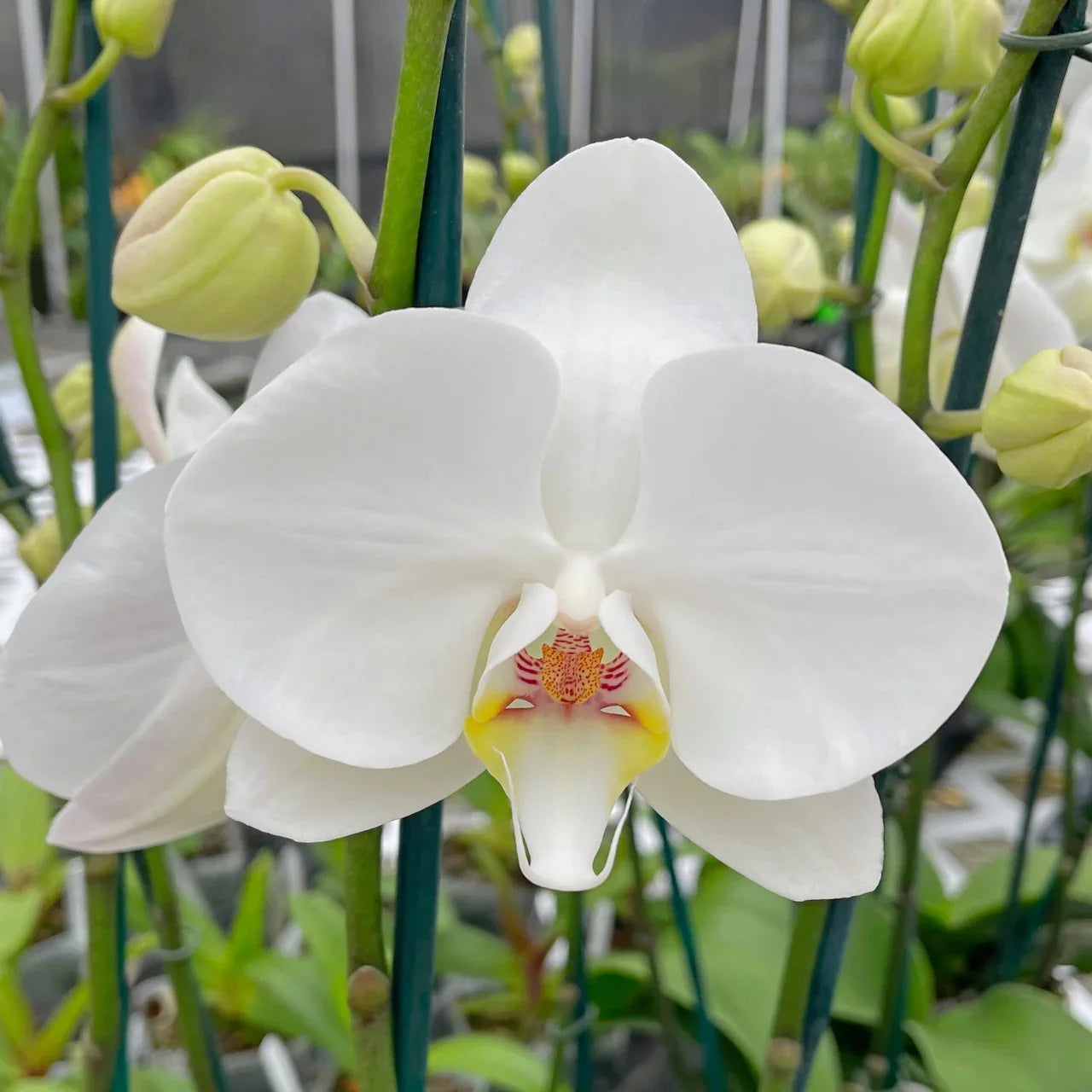 Ornamental weiß phalaenopsis samen for home and garten décor