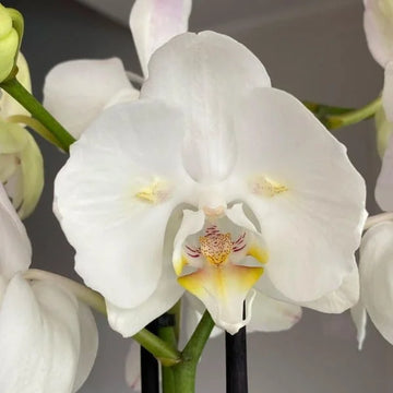 Weiß phalaenopsis orchid samen for anpflanzung
