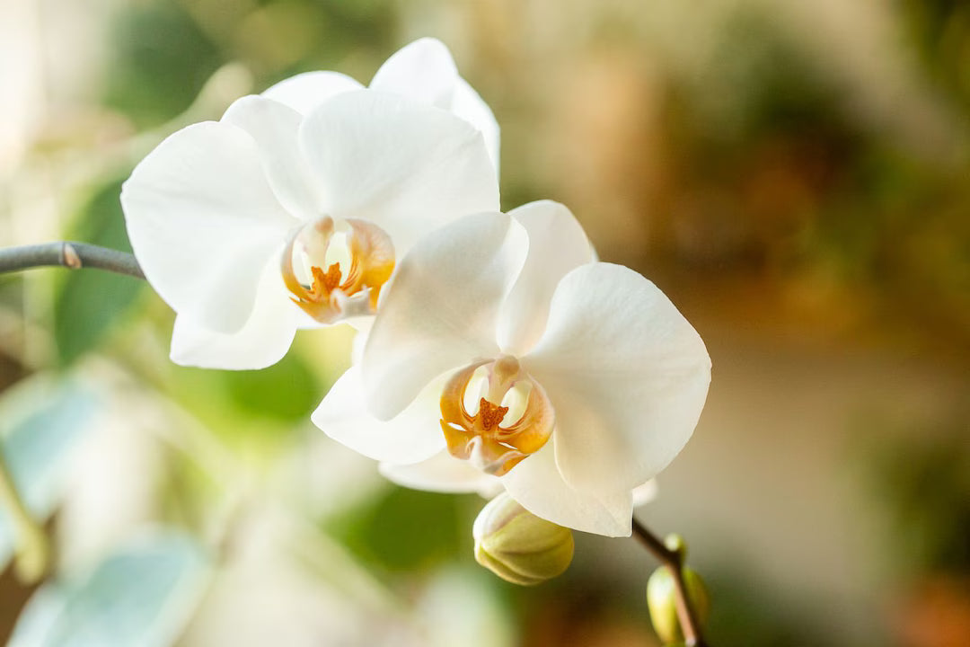 Weiß phalaenopsis flowering samen for elegant orchid blooms