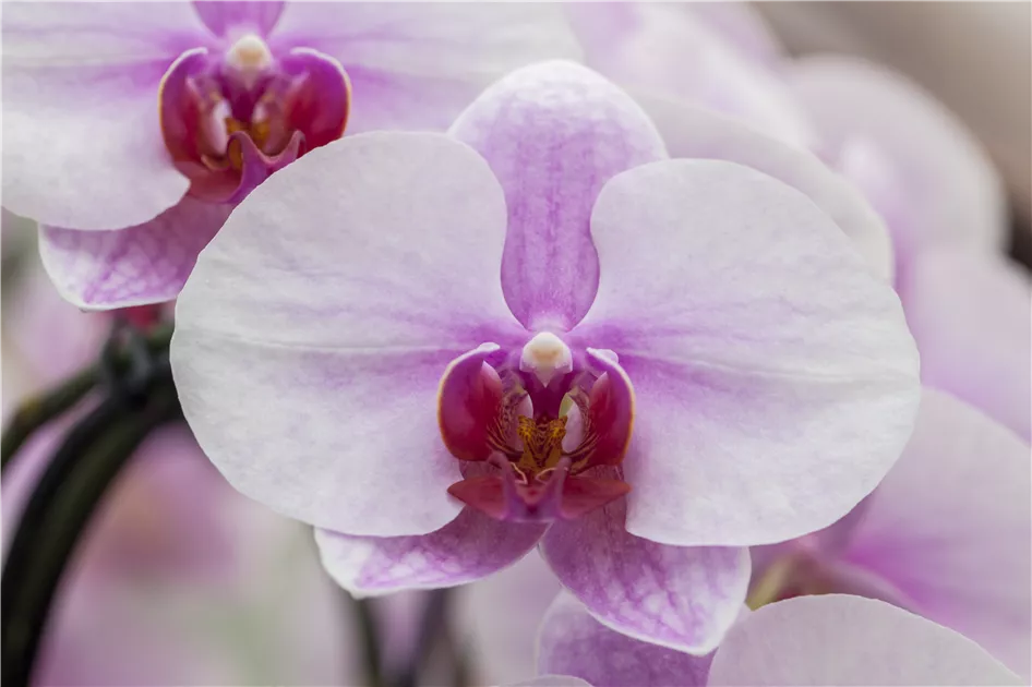 Schmetterlingsorchidee Blumensamen zur Aussaat pflegeleicht Traditionssorte & ohne Gentechnik Samen Hausgarten