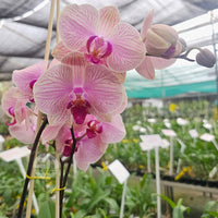 Traditionssorte Schmetterling Orchidee Blumensamen zur Aussaat pflegeleicht Traditionssorte & ohne Gentechnik Samen Hausgarten