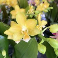 Gelb duftend Blumensamen Aussaat Leitfaden