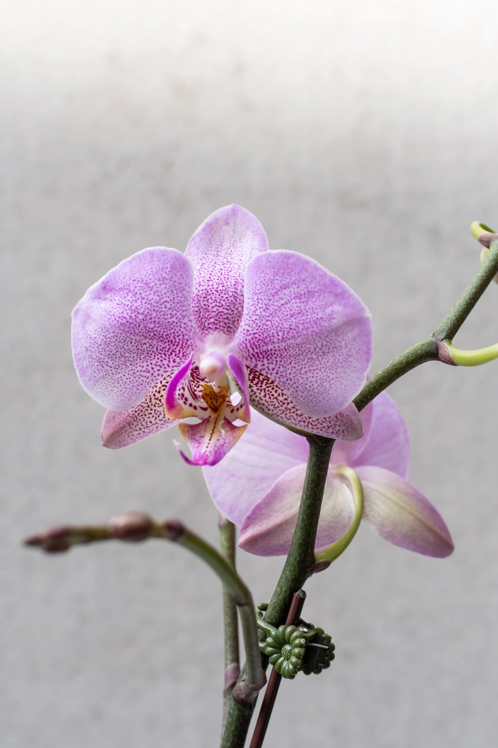 Lila Weiß Ascocentrum Blumensamen zur Aussaat saisonal Dauerblüher Traditionssorte & ohne Gentechnik Samen Hausgarten
