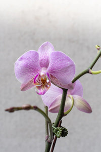 Lila Weiß Ascocentrum Blumensamen zur Aussaat saisonal Dauerblüher Traditionssorte & ohne Gentechnik Samen Hausgarten