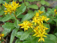 Gelb Aizoon Blumensamen Aussaat