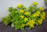 Gelb Sedum Kamtschaticum Blumensamen zur Aussaat – Halbschatten verträglich – Traditionssorte & ohne Gentechnik Samen Hausgarten