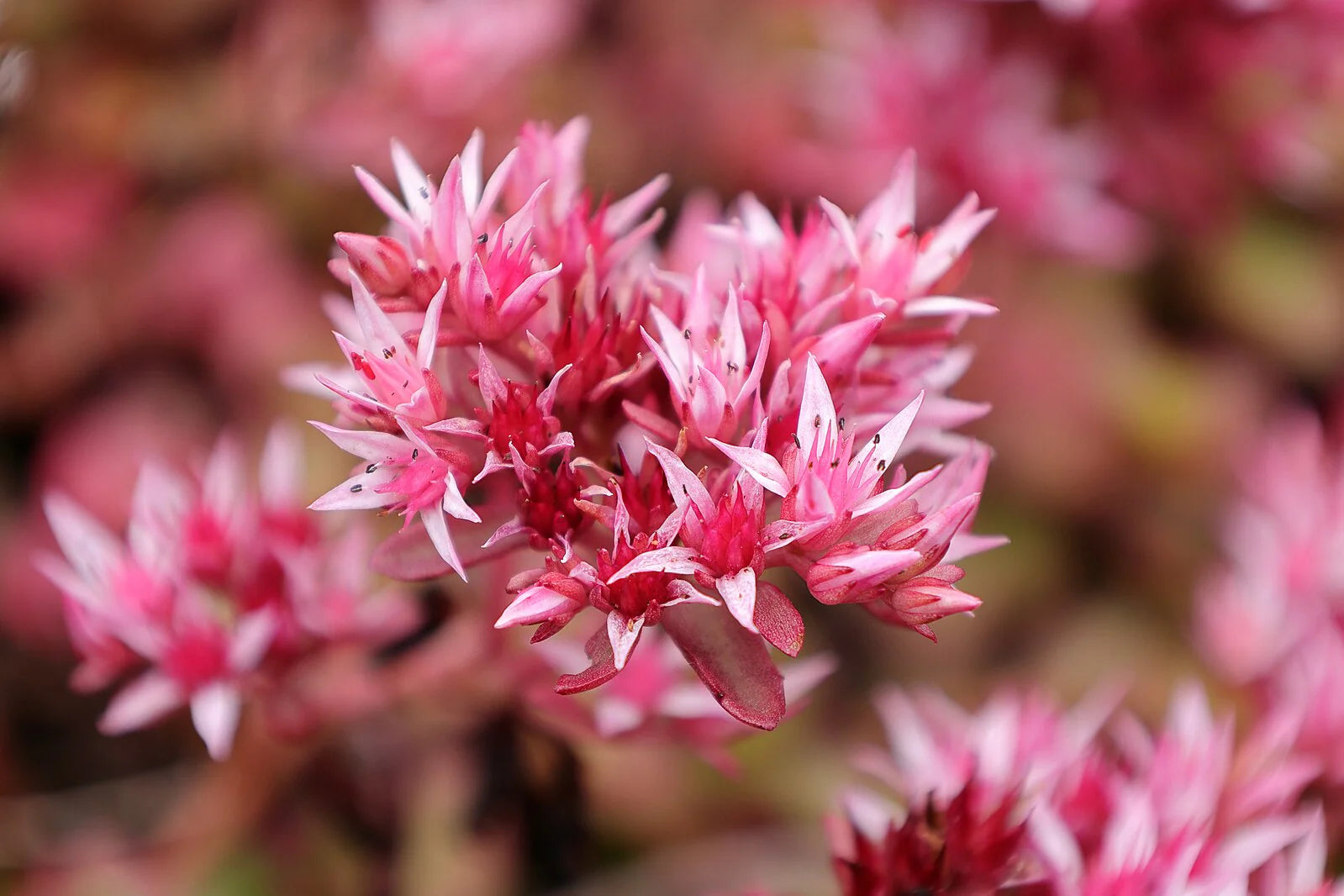 Carpet Sedum Blumensamen zur Aussaat Schnitt Blume beliebt Traditionssorte & ohne Gentechnik Samen Hausgarten